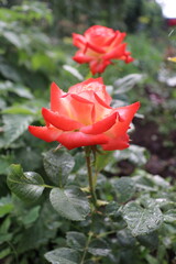 red rose in garden