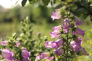 lilac flowers in spring