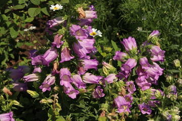 pink flowers in the garden