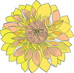 Elements isolated whispers of the Orient asian eastern flower plants botanical dahlia