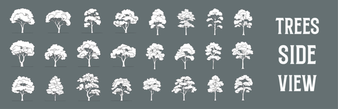 Architectural Drawings Treed vector illustration, side view, trees  Minimal style hand drawn. Sections, Elevations, Floor Plans