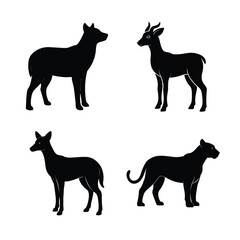 silhouette  Animal