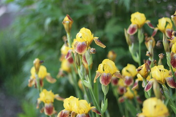 yellow tulips in the garden