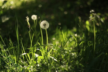 field of dandelions