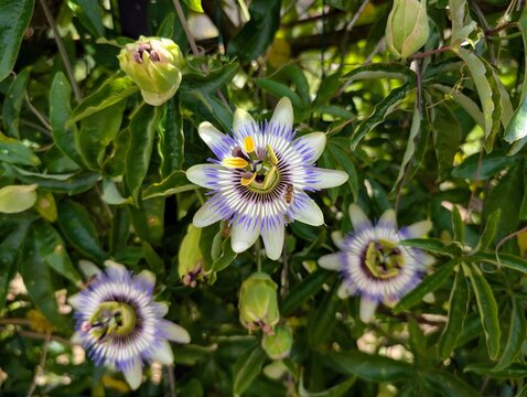 Macro of a passiflora flower and a bee in Tart, Burgundy - June 2025