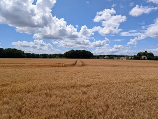 Wheat field in Tart, Burgundy, France - June 2025