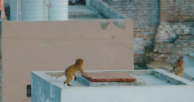 Monkeys is drink water from roof. Monkeys open the taps of water tanks, wanting to drink. Bonnet Macaque - Macaca Radiata Or Zati fast running on roof