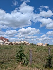 Cows in a meadow in Brans, Franche-Comté, France - June 2025