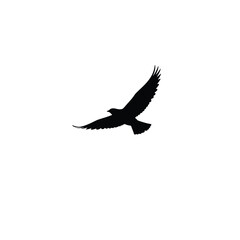 Silhouette of a Bird in Flight