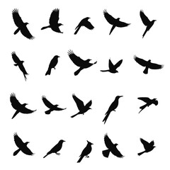 Silhouette Collection of Birds in Flight and Rest