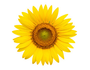 A vibrant yellow sunflower with intricate seed patterns radiates warmth and natural beauty.