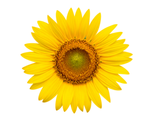 A vibrant yellow sunflower with intricate seed patterns radiates warmth and natural beauty.