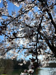 pink cherry blossom