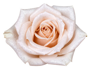 A delicate pale rose bloom shimmers with sparkling glitter, creating an enchanting and elegant floral display.