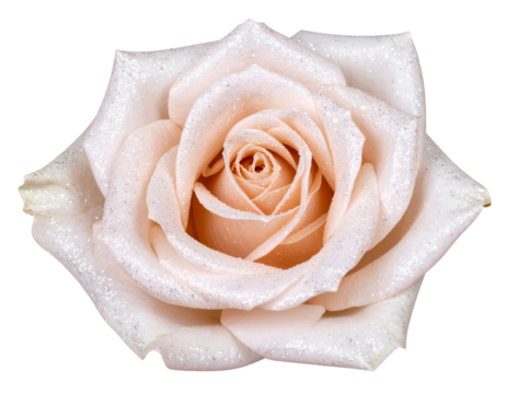 A delicate pale rose bloom shimmers with sparkling glitter, creating an enchanting and elegant floral display.