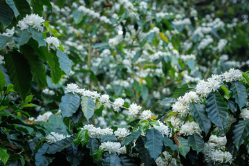white coffee flowers blooming on the branches of the coffee tree in the mountain field,