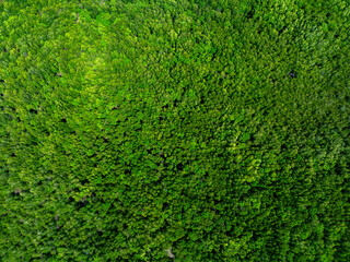 Manggrove Forest at Samed Nang Shee in the rainy season Phang-Nga, Thailand, for background abstrac