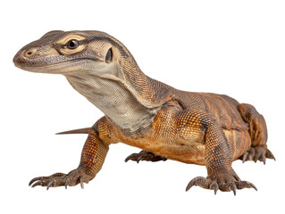 Obraz premium Capturing the formidable presence of a Komodo Dragon