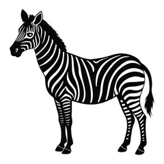 zebra vector illustration