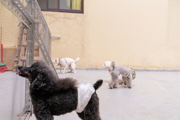 The cute poodle dog plays happily on the ground in the house on the weekend and is quite happy