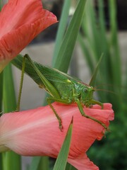 Macro Shot of a Grasshopper Resting on a Flower