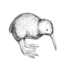 Vector hand-drawn illustration of a kiwi bird. Black and white sketch of a New Zealand animal.