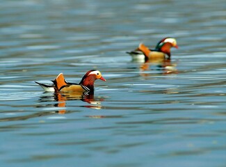 Mandarin ducks swimming on water surface