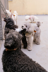 The cute poodle dog plays happily on the ground in the house on the weekend and is quite happy