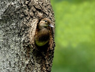 Female Mandarin Duck Peeking from Nest