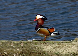 Standing male Mandarin duck near river