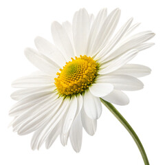 Fototapeta premium Daisy flower, isolated PNG transparent background