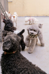 The cute poodle dog plays happily on the ground in the house on the weekend and is quite happy