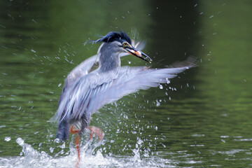 Striated Heron, Butorides striata, Green-backed heron catching fish in water pond in forest park, small, squat water bird with short legs, fish prey in bird mount, walk on water, slow shutter speed