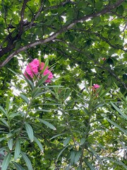 Pink Oleander Flowers Against Lush Green Canopy