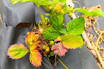 dry leaves and berries of strawberries, Strawberry leaves disease,