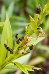 Pests of pests destroy the crop of lily and other plants A detailed view of a green plant featuring...
