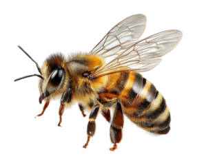 Bee pollination action nature habitat view