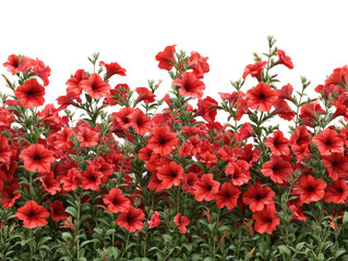 Vibrant red petunias blooming in garden nature seasonal view