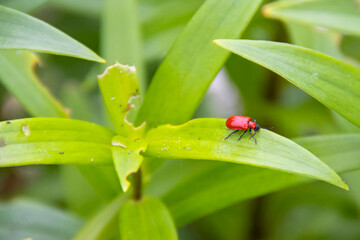 Pests of pests destroy the crop of lily and other plants A vibrant red beetle rests on a green...