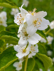 A closeup of delicate white jasmine flowers blooming in spring. garden garden, organic berries