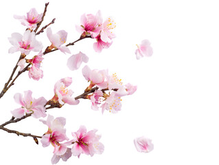 Pink cherry blossom branch with delicate flowers isolated on white background