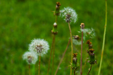 Fototapeta premium dandelions in the grass