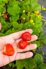 A hand holding ripe strawberries against a backdrop of green leaves. garden garden, organic berries