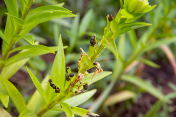 Pests of pests destroy the crop of lily and other plants A closeup view of a green plant with small...