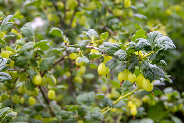 Green, not ripe gooseberries, a bush of organic lactic in an unheated garden A closeup of...