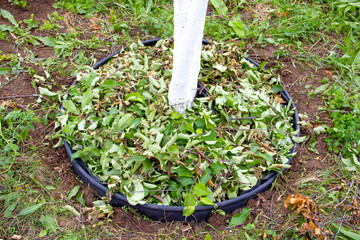 Mulch from the vet and the apple tree, under the trunk circle of the tree. Natural compost, organic...