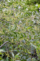 Green berries cherries, not ripe, unnecessary thickets of cherries in the country A vibrant display of green branches laden with small fruits, symbolizing natures bounty. garden garden, organic berrie