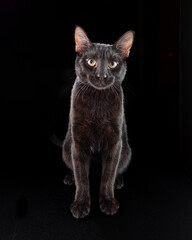 Black cat sitting on its hind legs. Portrait of a black cat on a black background.