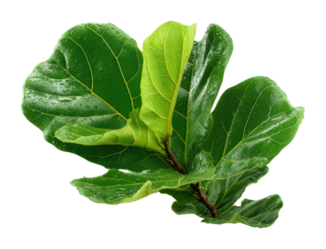 Lush green leaves nature environment serenity