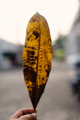 Close-up of a decaying autumn leaf with unique patterns against a blurred background